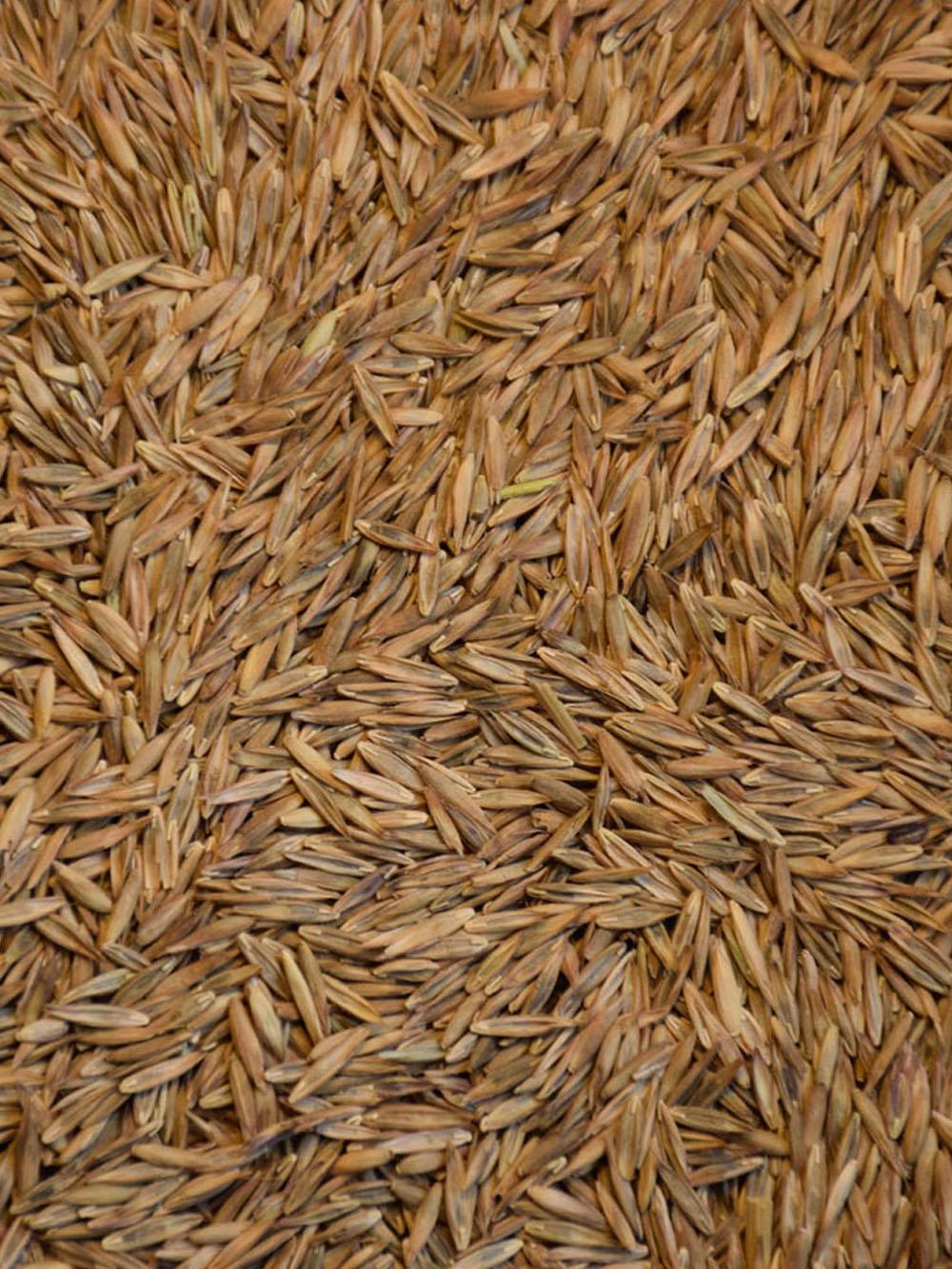 Fawn Tall Fescue